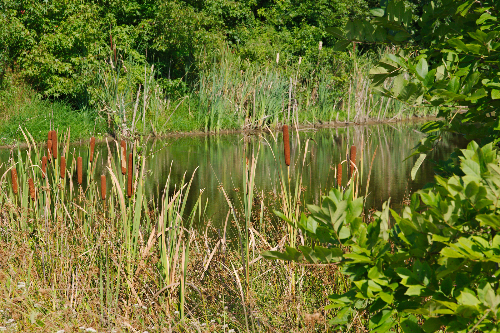 PortTobaccoRiverPark_08122023 (5)-X3