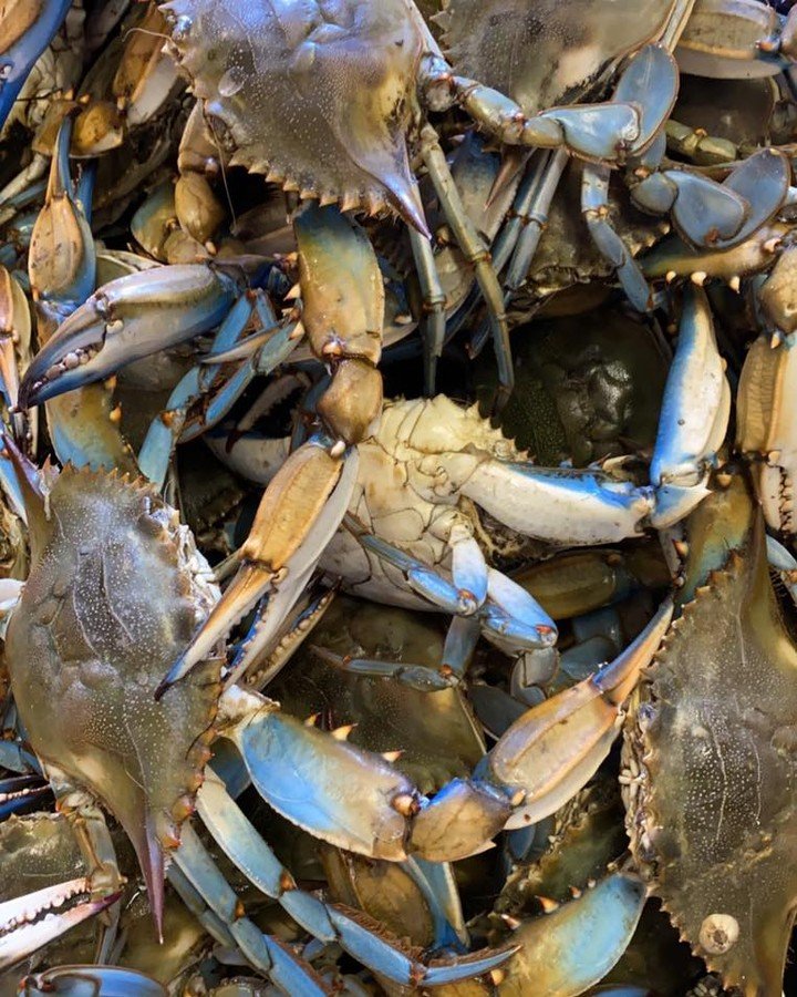 MD Blue Crabs